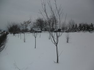 SAM_1262