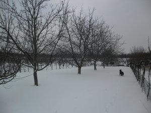 SAM_1263